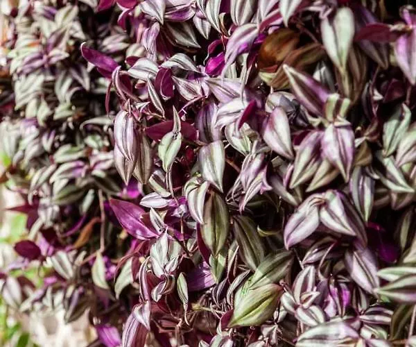 Rosilienza Private Spa, Patio Garden Free Trasfer To & From Airport 피우미치노